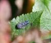 Balcanocerus larvatus